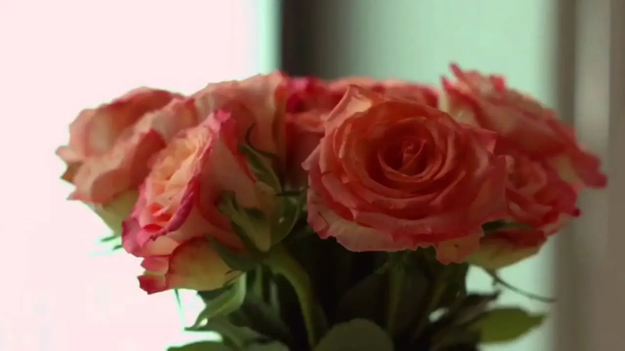 Ein Strauß korallenroter Rosen am Fenster — Standbild aus dem Film